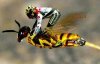 new hornet.jpg