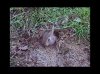 rabbit2.jpg