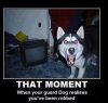 guard dog.jpg