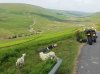 sheep export.jpg